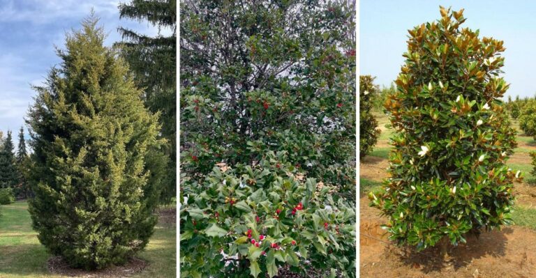 Want Privacy Fast? These Virginia Plants Practically Grow Themselves