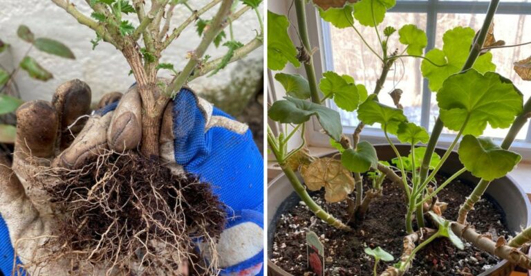 Georgia Geraniums Can Survive Winter In A Simple Paper Bag