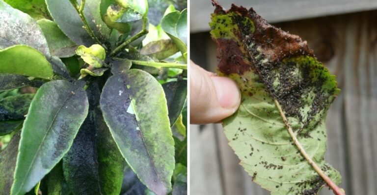 Why California Gardeners Should Check For Aphids Before The First Frost
