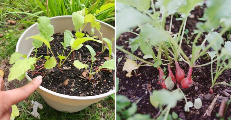 Why A “30-Day Radish” Can Take Much Longer Than 30 Days In North Carolina