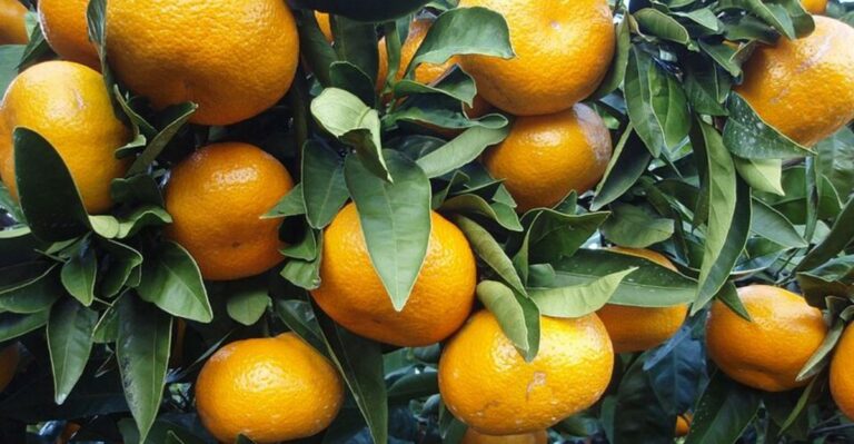 The Florida Citrus Tree Most People Don’t Know Ripens Before Thanksgiving