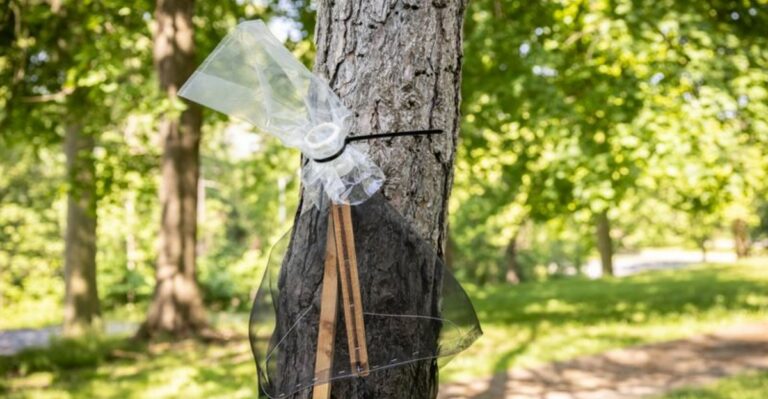 New York Gardeners Are Using This Pesticide-Free Method Against Spotted Lanternflies