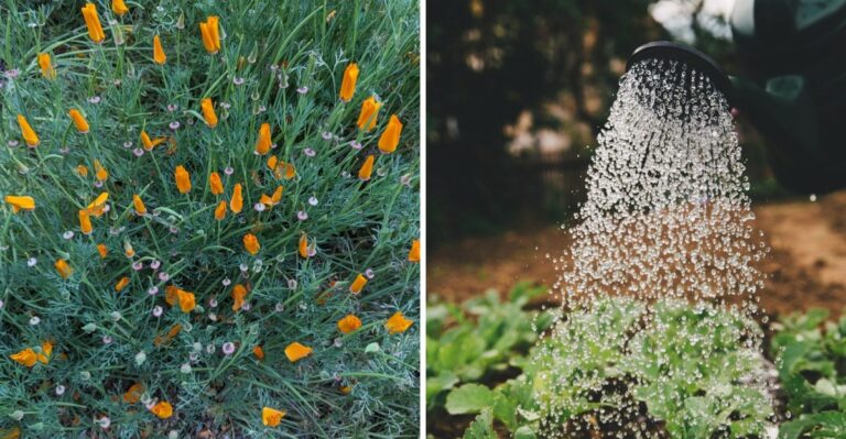 Why California Wildflower Seeds Fail To Sprout (And What Fixes It)