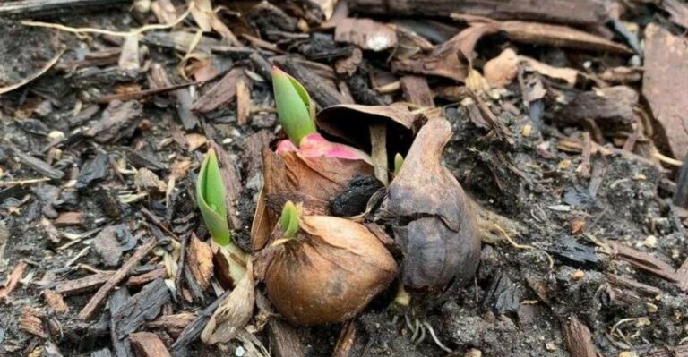 Why Waterlogged October Soil Is The Wrong Place For Bulbs In North Carolina