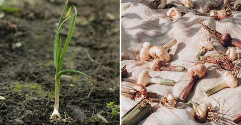 An Easy Crop You Can Plant In New Jersey This October Pays Off Next Summer