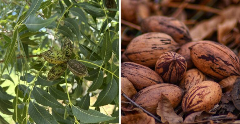 Why Your North Florida Pecans Are Black, Empty Or Dropping Early This Year