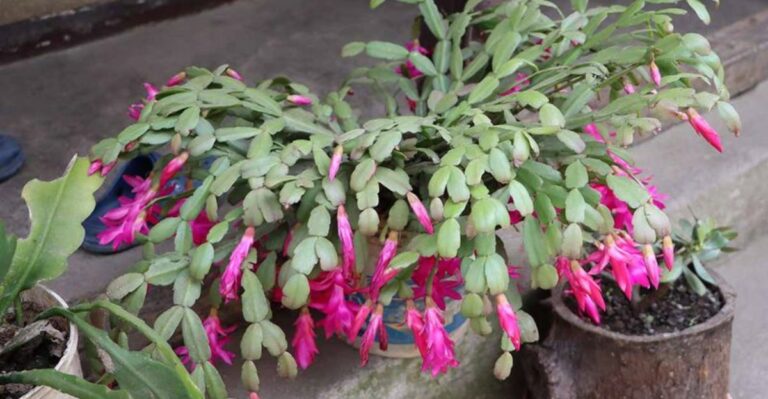 Why A California Christmas Cactus Needs Long Dark Nights Starting In October