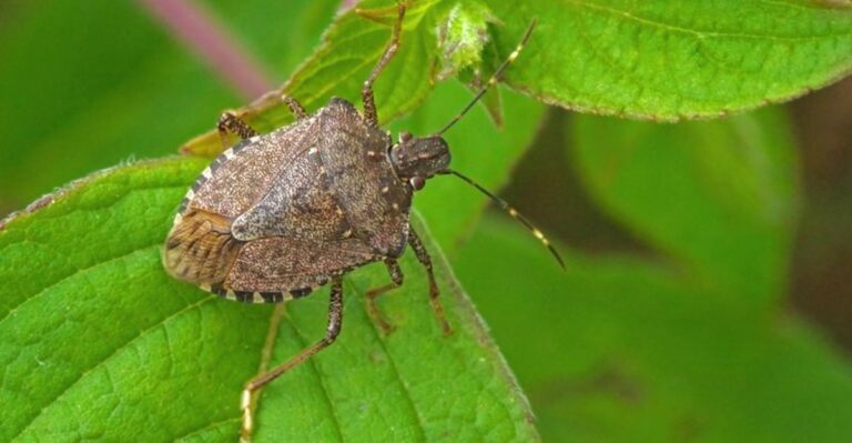 The Telltale Signs Of Stink Bugs On North Carolina Peaches And Apples