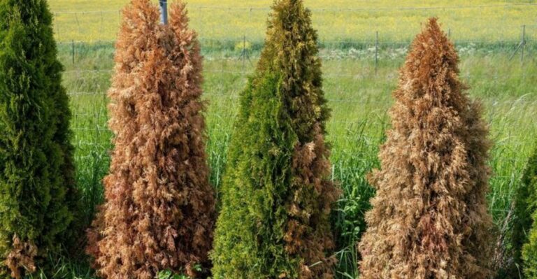Why Your Ohio Evergreens Are Dropping Needles In October (And When It’s Normal)