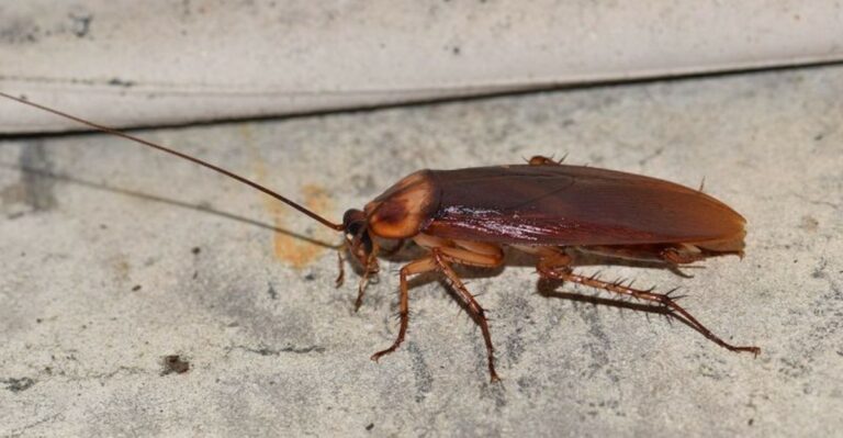 The Palmetto Bug Hiding Spot Most Florida Homeowners Never Think To Check