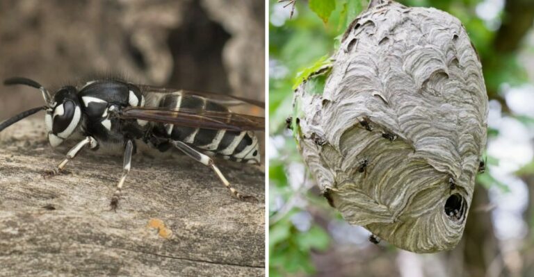 What To Do If You See A Bald-Faced Hornet Nest In Your Virginia Yard