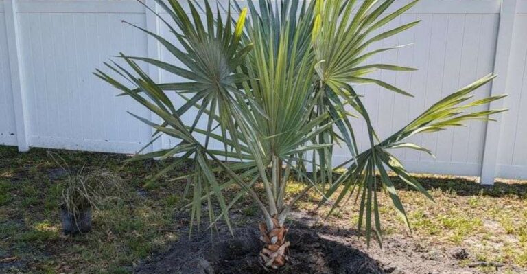 Planting Palms In Georgia This Fall Can Leave Roots Struggling Through Winter