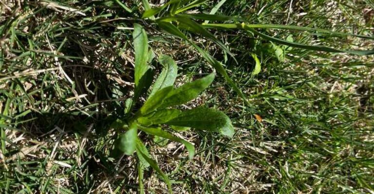 When To Apply Pre-Emergent For Winter Weeds In North Carolina Lawns