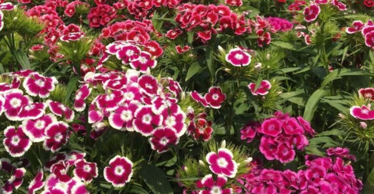 Why Dianthus Deserves A Spot In More North Carolina Fall Gardens
