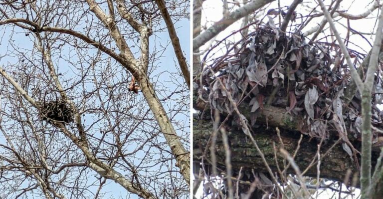 That Mystery Leaf Ball In Your Upstate New York Tree Isn’t A Bird’s Nest