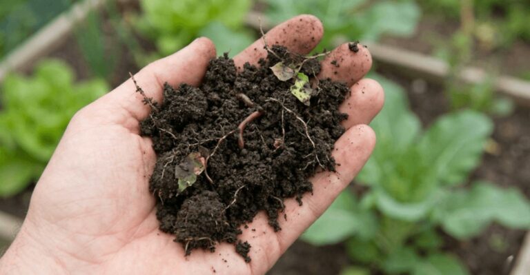The Post-Storm Fertilizing Mistake That Makes Recovery Harder For California Gardens