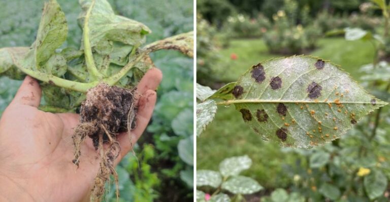 The Plants You Should Not Compost In A California Garden If They Were Sick