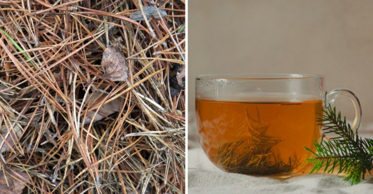 9 Practical Options For What To Do With Fallen Pine Needles