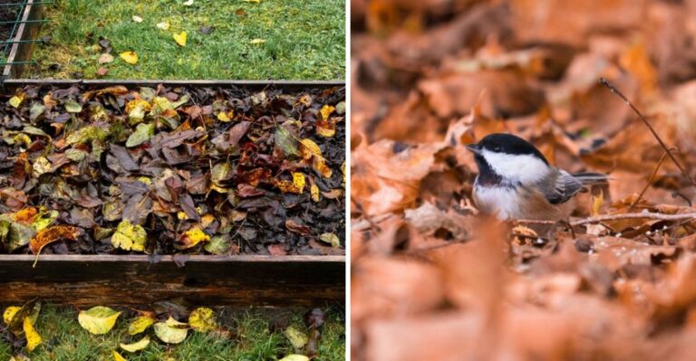 The Reason North Carolina Gardeners Are Keeping Fallen Leaves For Wildlife This October