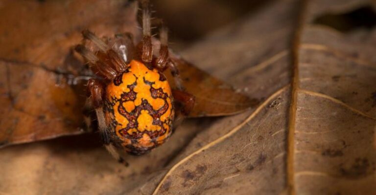 Orange Pumpkin Spiders Show Up In Georgia Yards Right On Time For Halloween