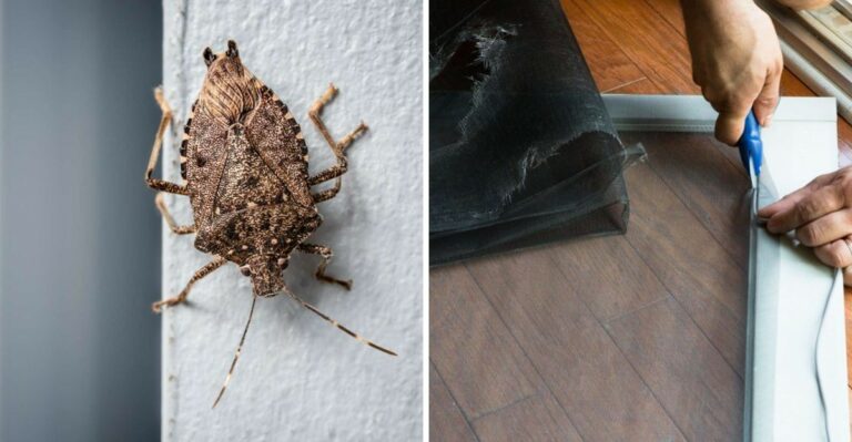 Why Stink Bugs Are Getting Into Your House Right Now (And How To Keep Them Out)