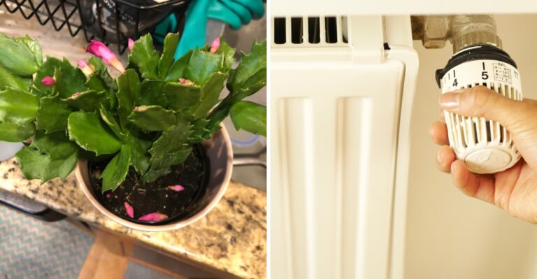 Why Your Christmas Cactus Is Dropping Buds In Louisiana’s Dry Indoor Air