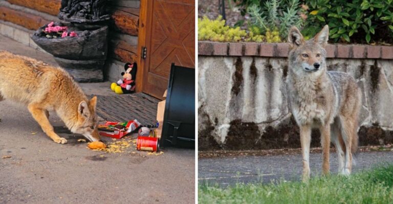 What Coyotes Are Looking For In Your Pennsylvania Yard Before Winter