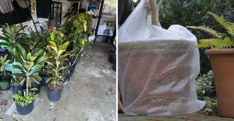 The 50-Degree Problem Florida Tropical Plant Owners Often Don’t Expect