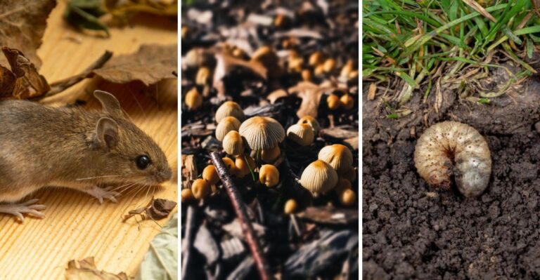 The Hidden Garden Invaders Rising In New Jersey Backyards After The Storm Season