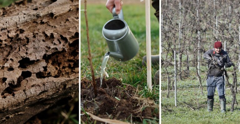 What Alabama Orchard Owners Do In October To Prepare For Next Summer’s Harvest