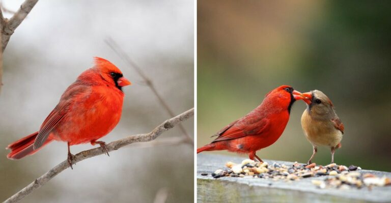 Why Cardinals Stay In Florida All Winter While Other Birds Leave