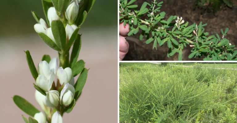 Rusty Brown Stems On Missouri Pastures Are Headed For A Sales Ban In 2027