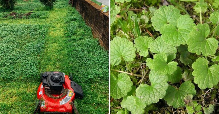 Easy Tricks To Wipe Out Creeping Charlie Weed In Pennsylvania (No Chemicals Required)