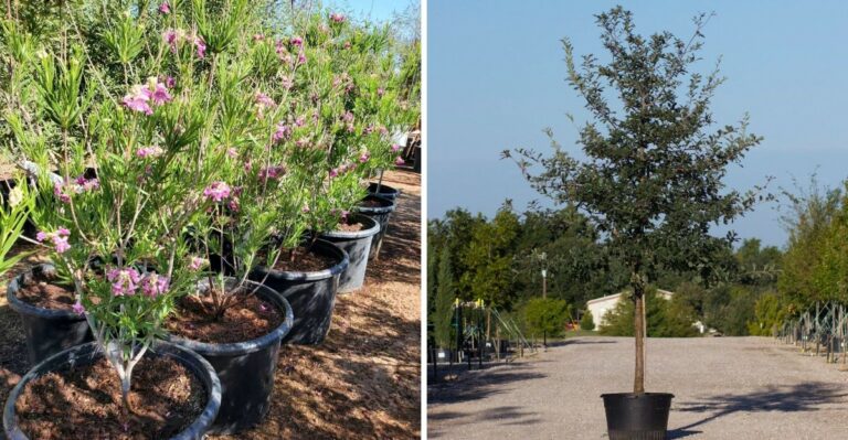 The Texas Trees To Plant Before Halloween