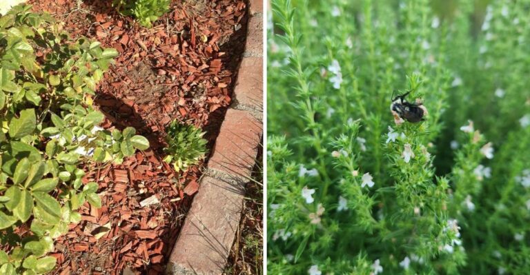 This Fragrant California Herb Outperforms Mulch Near The Foundation