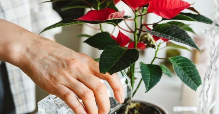 The Watering Mistake That Ends More North Carolina Poinsettias Than Anything Else