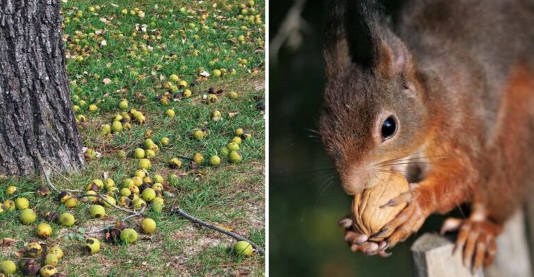 Why California Nut Trees Make Poor Neighbors For A Vegetable Garden