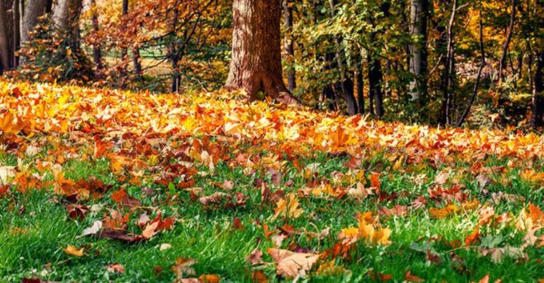 Why Fallen Leaves Are Worth Keeping During A North Carolina Drought
