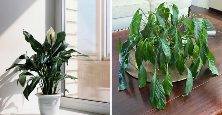 Why Your Peace Lily Is Drooping In A Texas Fall