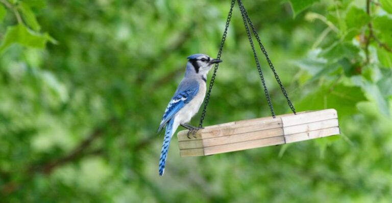 Blue Jays Taking Over Your New York Feeders? Here’s What To Do