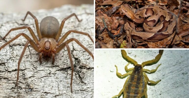 8 Venomous Species Texas Residents Should Watch For As Temperatures Drop