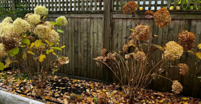 Your New York Hydrangeas Looking Tired? Try These Simple Fixes