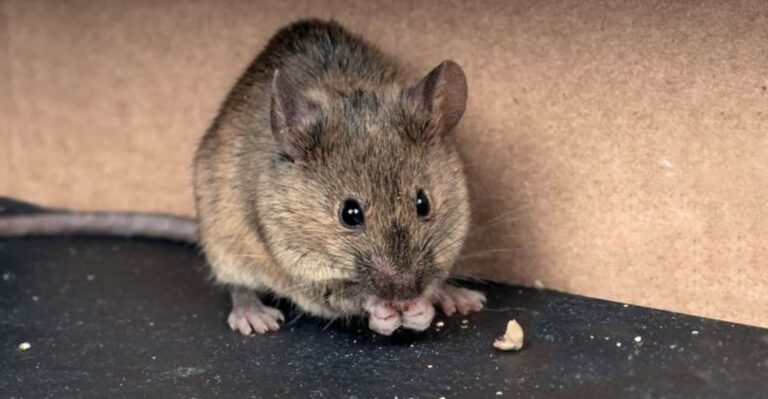 What To Do When Mice Start Moving Into Georgia Homes This Fall