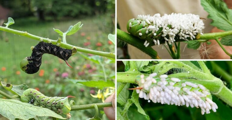 Found A Black Hornworm With White Spots In Indiana? Leave It Alone