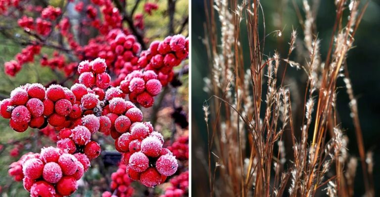 The Native Ohio Plants That Look Best In A Frosty October Garden