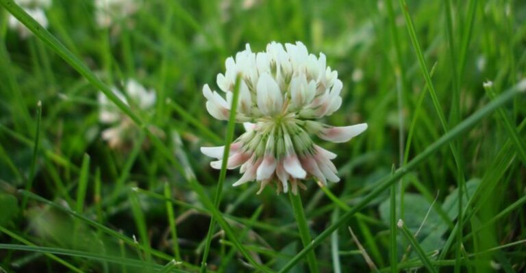 How To Get Rid Of Clover In A California Lawn (And The Mistakes That Make It Worse)
