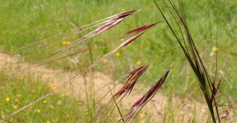 The Native California Plant That Once Covered Entire Valleys And Is Making A Comeback