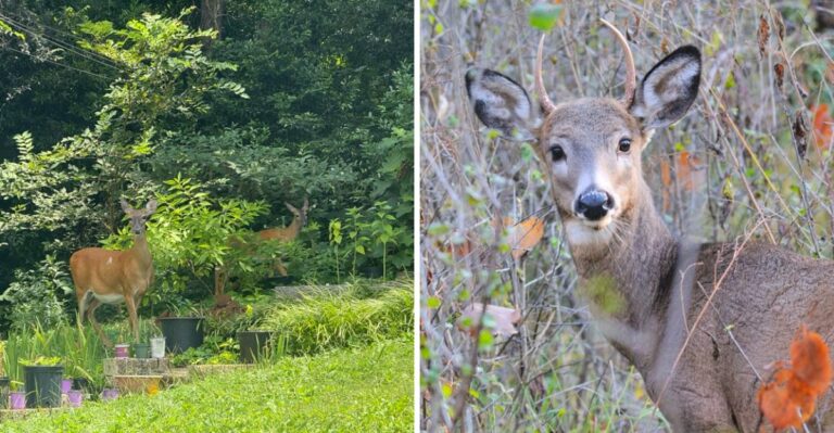 The Meaning Behind Seeing More Deer In Your Ohio Yard This Fall