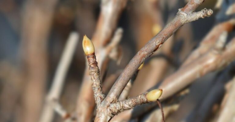 The Mulching Mistake That Leaves Hydrangea Buds Exposed Over Winter