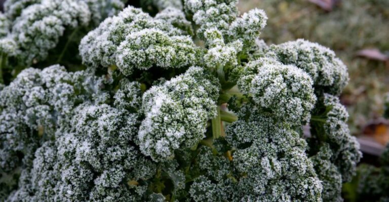 Which Fall Vegetables In North Carolina Actually Taste Sweeter After A Light Frost